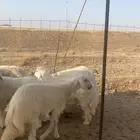 ذبايح حري ذبائح ثلاجه مناسبات يوجد توصيل