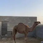 قعود