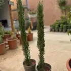 شتلات ونباتات زينه ومثمره