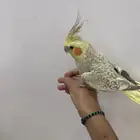 للبيع طير كروان