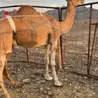 خلفه حمرا مجموع مجموع ب 11800 يبلاش