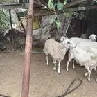 ضان