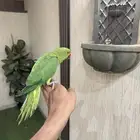 دره هندي اليف