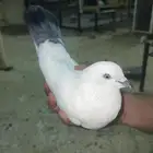حمام وحشي للبيع