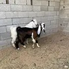 للبيع تبوس طيبه وظهور فل