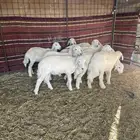 للبيع خرفان خري