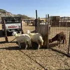 الشميسي طريق الخواجات