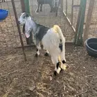 4 جفار عوارض للبيع