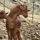تيس فحل بلدي صنف