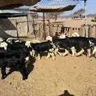 خرفان