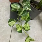 نباتات داخلية