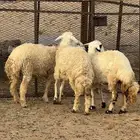 رخال حريات