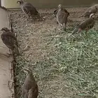 اعاقيب شنير شوري بياض