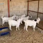 للبيع ذبائح تيوس شحمم العدد5