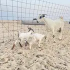 للبيع عنز بيشيه صنف الصنف