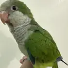 كويكر اخضر اليف