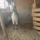 عنز مشروكه حدرها جفره طيبه