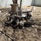 بط بح