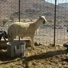طلي حري شحم فل