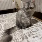 قط شيرازي