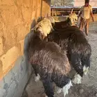 طليان نجد طيبة