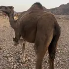 ناقه حمرا حايل