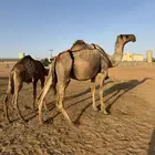 عشراء صفراء