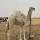 للبيع حاشي طيب