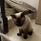 قطه انثى لي البيع