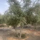 اسجار زيتون مثمرة