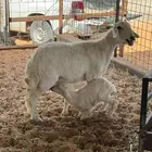 حريه متاوم تحتها 2 .. تم البيع