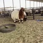 مشالله ذبايح نعيم فاخره
