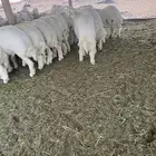 ذبايح بربه