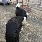 طليان وتيوس ذبايح نظيفه ع الشرط ( سلخ وتوصيل )