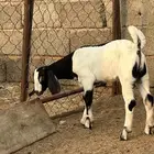 ثلاثة تيوس عارضيات مشاريع