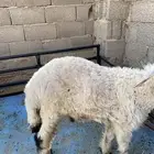 طلي