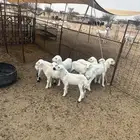 غنم رفد للبيع