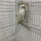 روز العمر شهر عيون حمر
