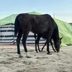 فرس انقليزيه معها مهر