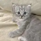 قط شيرازي
