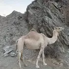 ناقه لللبيع حره