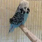 ذكرين بادجي