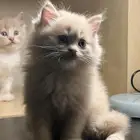 Adorable Shiriazy Kittens