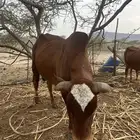 ثور فحل مشروط من جميع العيوب هداوه وضراب سنه جامع