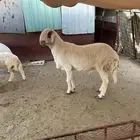 طلي فحل رباع