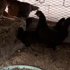 دجاج للبيع تم البيع