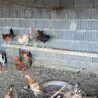 السلام عليكم نعرض لكم دياكه ذكور فيها تركي عربي بلدي للبيع