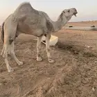 جمل هايج باتلي اقبل البدل