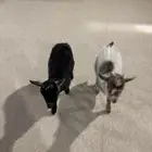 ماعز قزم جوز للبيع