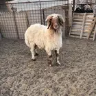 فحل نعيمي